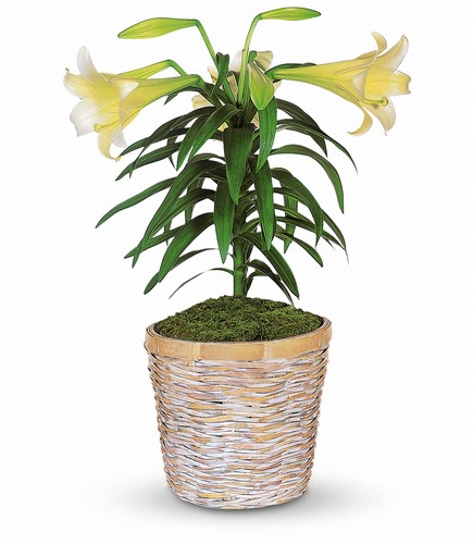 Easter Lily Plant from Rees Flowers & Gifts in Gahanna, OH